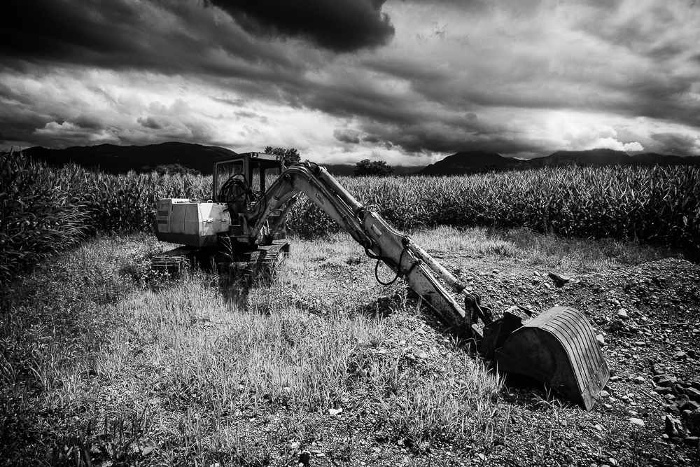 Schaufelbagger im Mais 1
