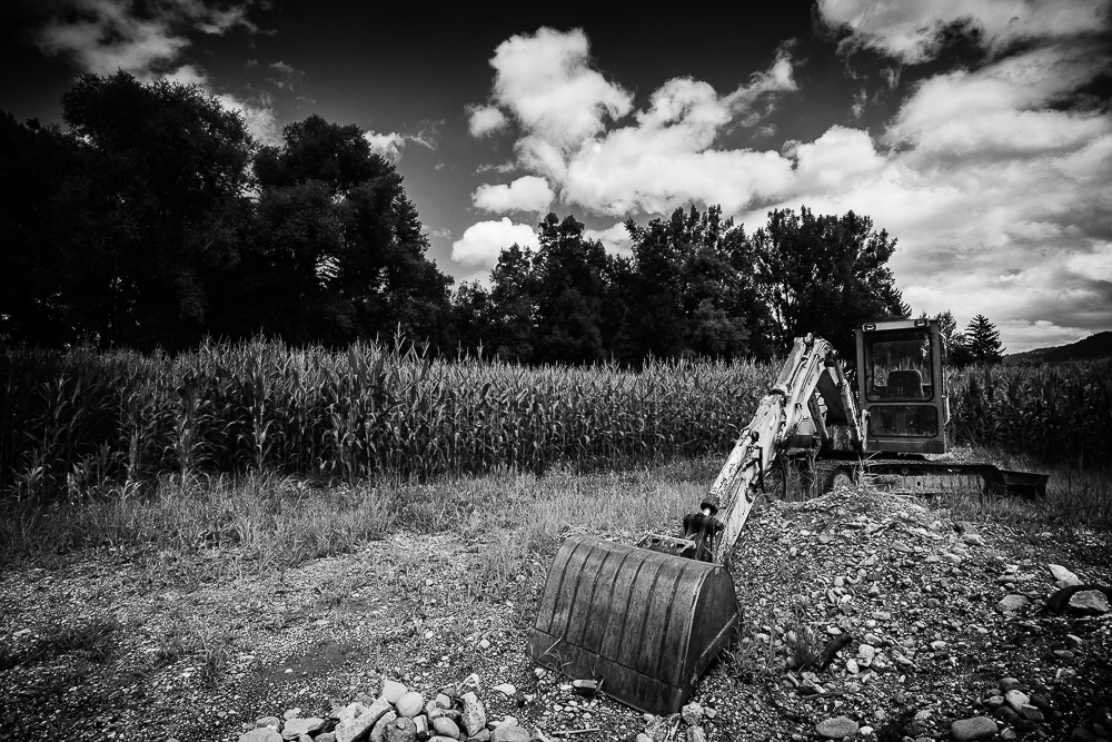 Schaufelbagger im Mais 4