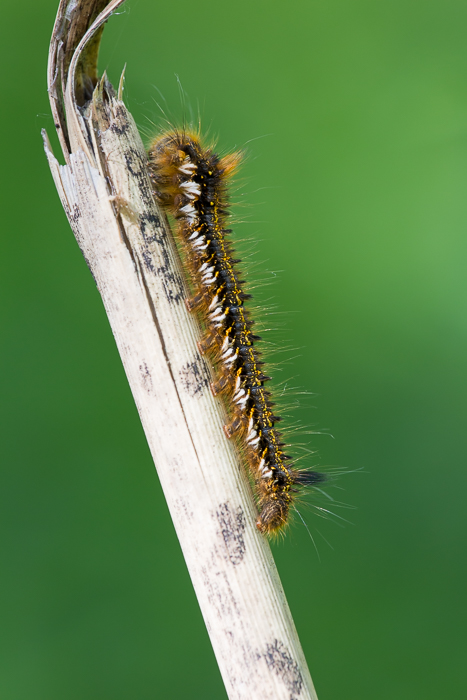 Raupe der Grasglucke 2