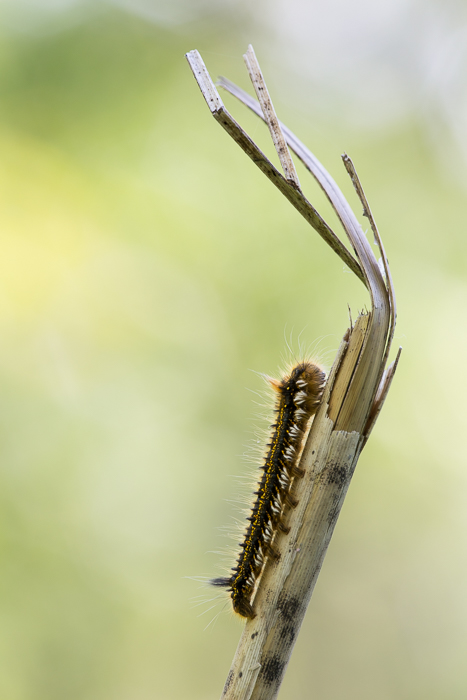 Raupe der Grasglucke 3