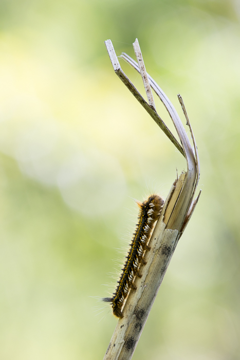 Raupe der Grasglucke 5