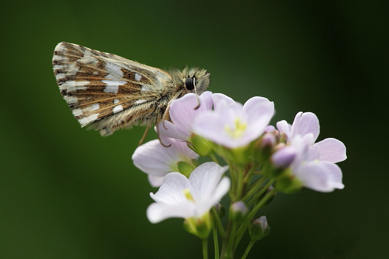 Würfeldickkopffalter Bild 2