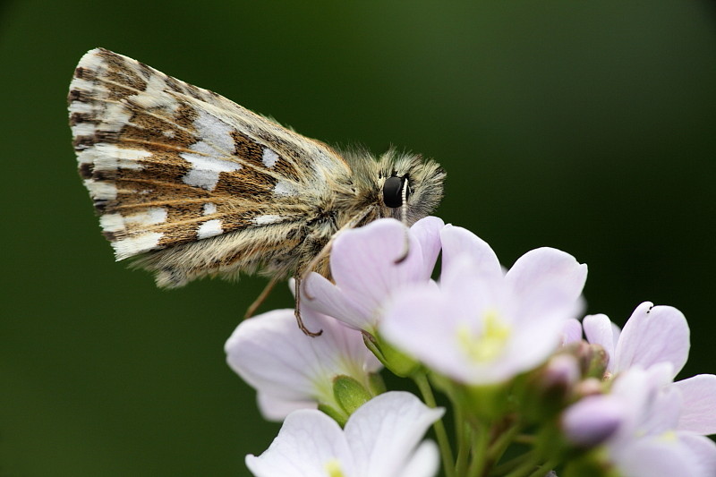 Würfeldickkopffalter Bild 3