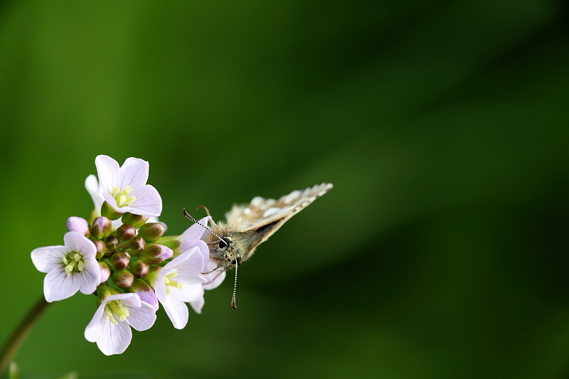 Würfeldickkopffalter Bild 4