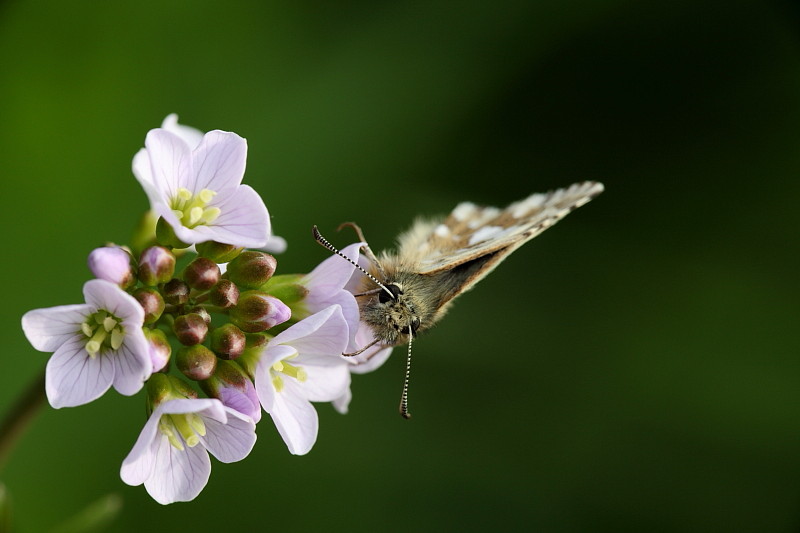 Würfeldickkopffalter Bild 5