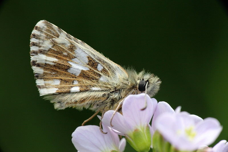 Würfeldickkopffalter Bild 6