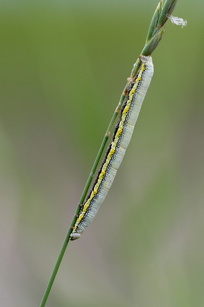 Nicht bestimmte Raupe