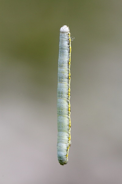 Nicht bestimmte Raupe