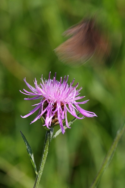 Schmetterling beim Abflug