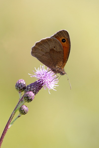 Kleines Wiesenvögelchen