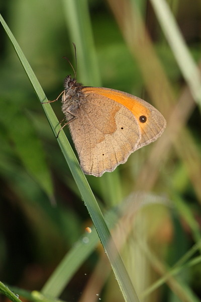 Kleines Wiesenvögelchen