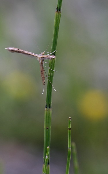 Geistchen: Emmelina monodactyla
