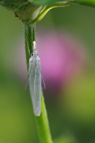 Nicht bestimmter Zünsler