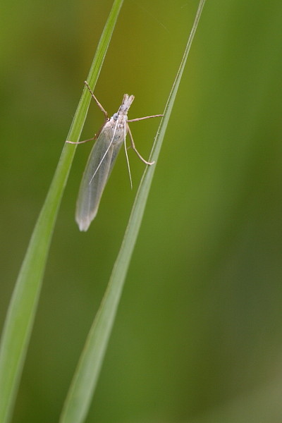 Nicht bestimmter Zünsler