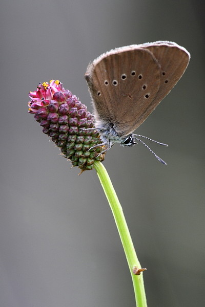 Dunkler Wiesenknopf Ameisenbläuling