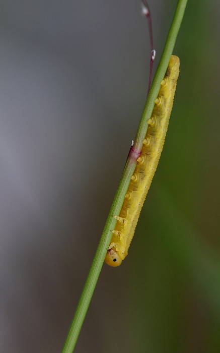 nicht bestimmte Raupe