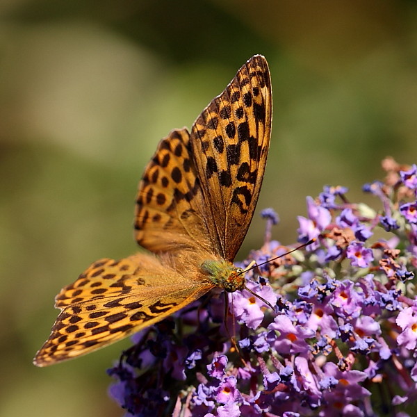Kaisermantel weiblich