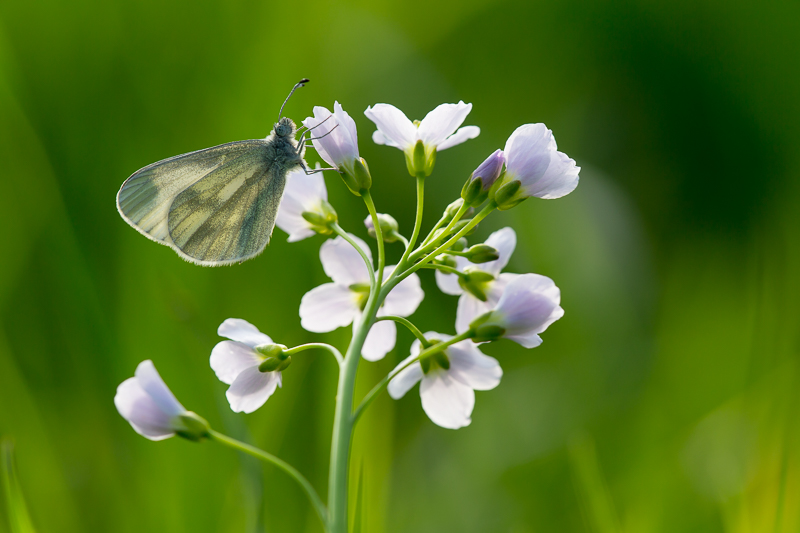Senfweißling auf Wiesenschaumkraut 2