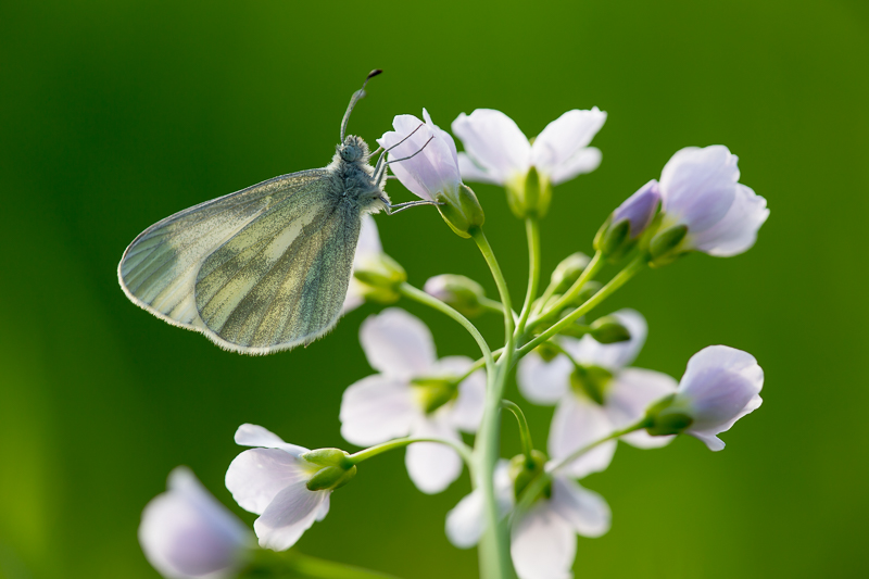 Senfweißling auf Wiesenschaumkraut 3