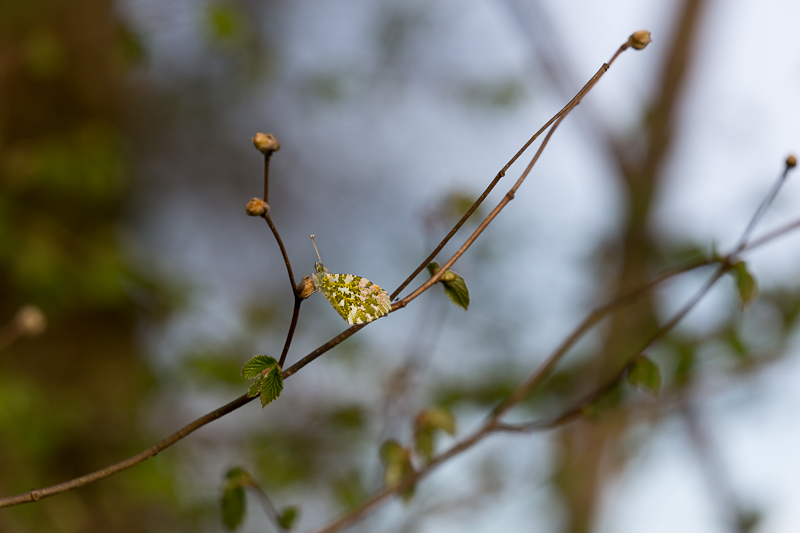 Aurorafalter männlich 1
