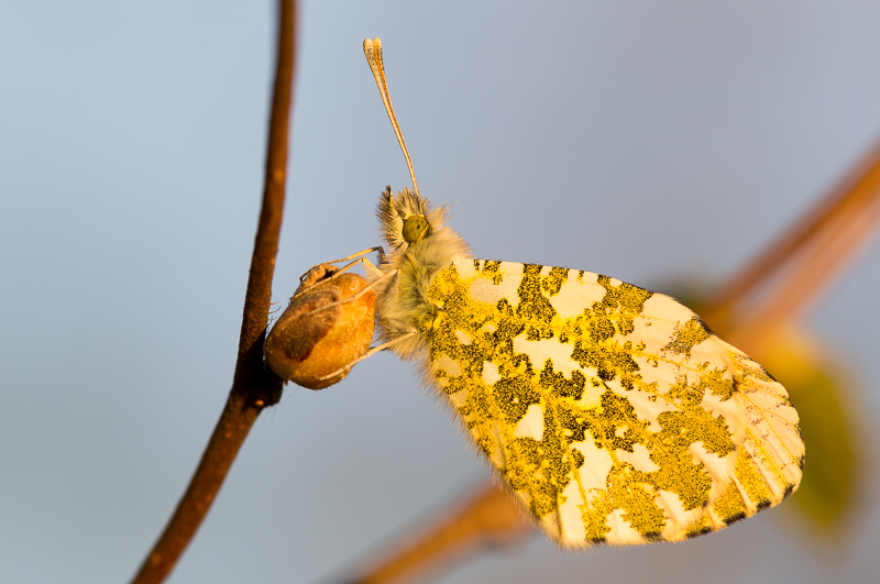 Aurorafalter männlich 5