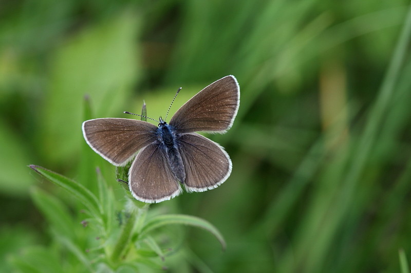 Rotklee Bläuling weiblich