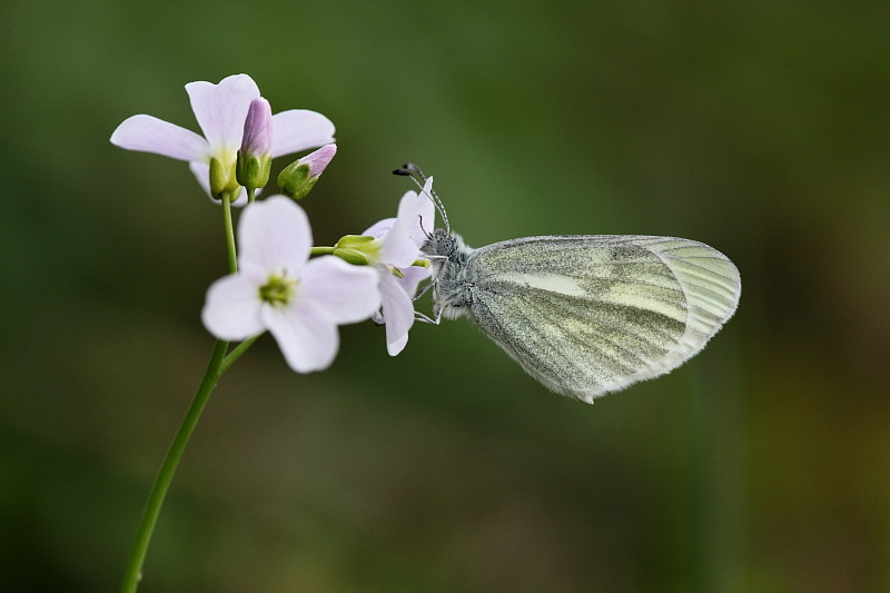 Tintenfleckweißling Bild 1