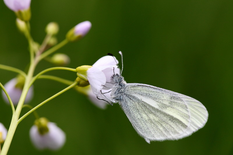 Tintenfleckweißling Bild 3