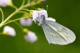 Tintenfleckweißling Bild 4