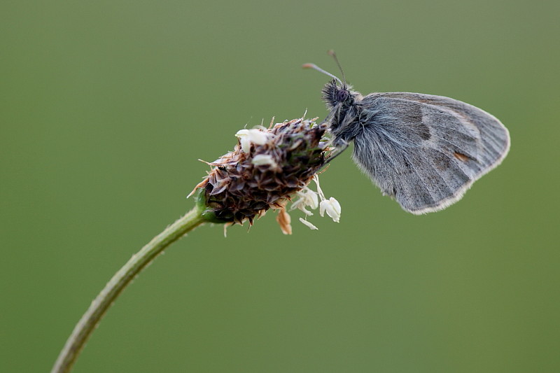 Kleines Wiesenvögelchen