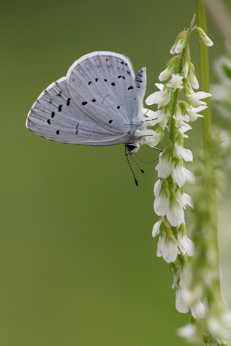 Faulbaumbläuling Bild 2