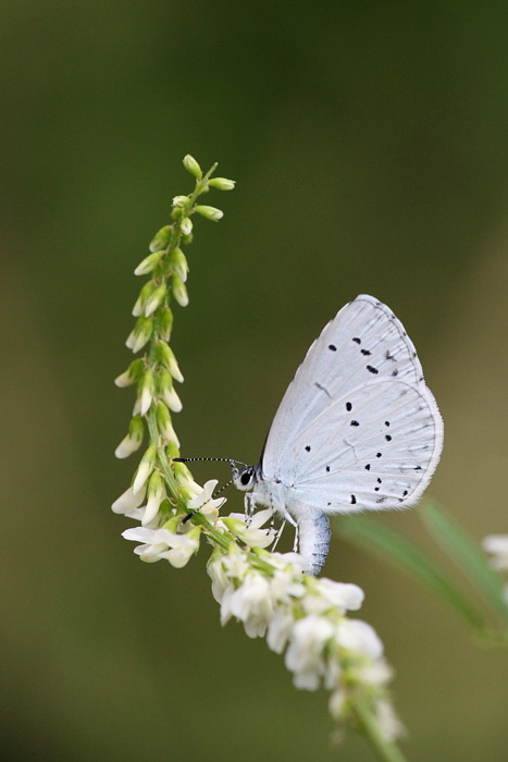 Faulbaumbläuling Bild 3