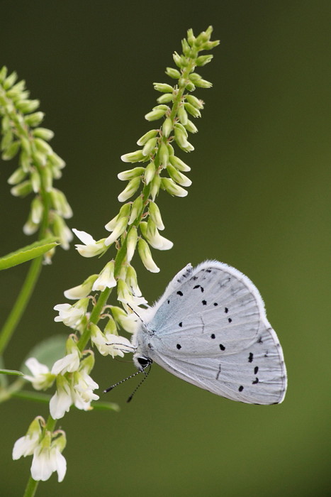Faulbaumbläuling Bild 4