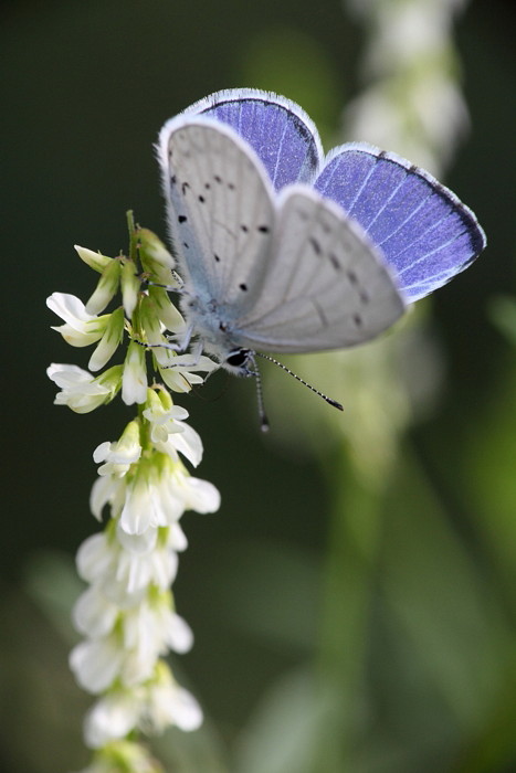 Faulbaumbläuling Bild 5