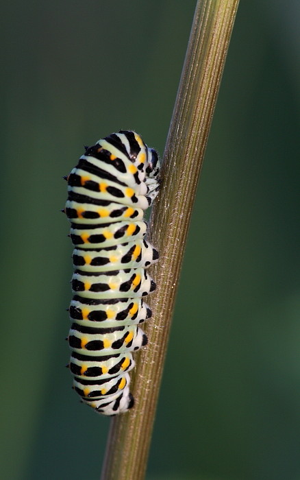 Schwalbenschwanzraupe