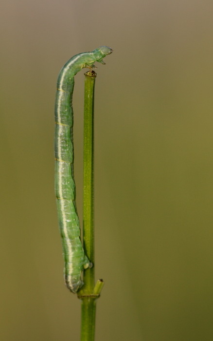vermutlich die Raupe eines Spanners