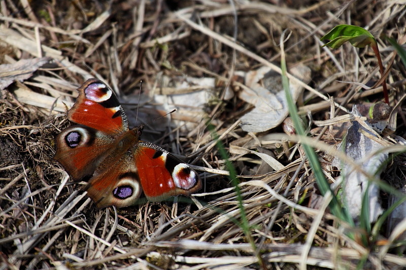 Tagpfauenauge Bild 1