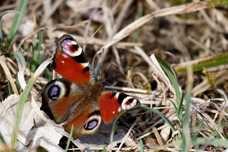 Tagpfauenauge Bild 2