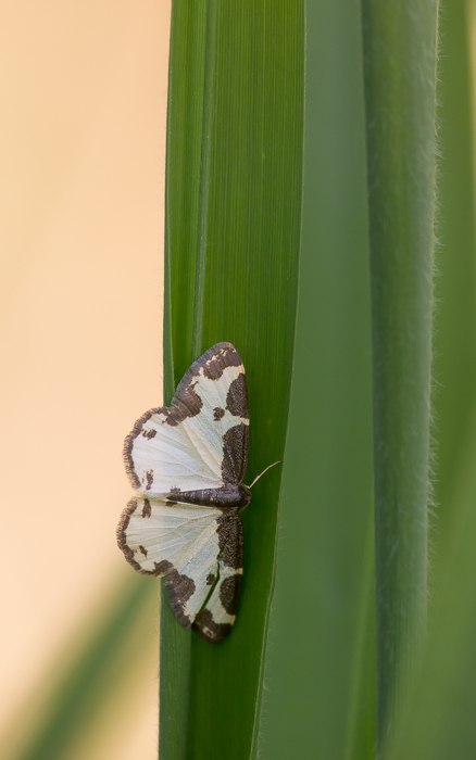Vogelschmeiss Spanner 1