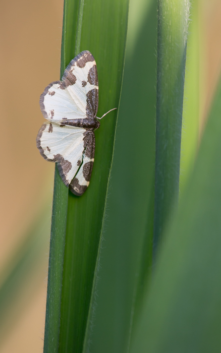 Vogelschmeiss Spanner 2