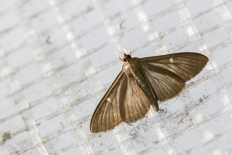 Buchsbaumzünsler braune Variante
