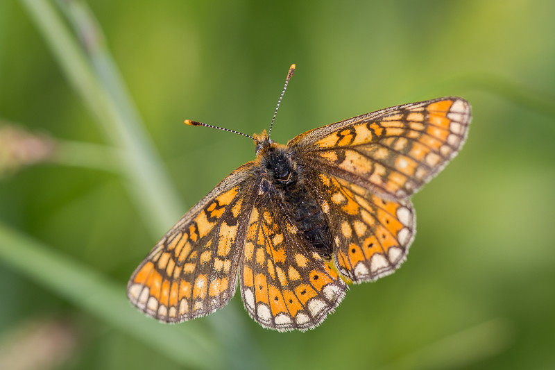 Perlmutterfalter nicht bestimmt