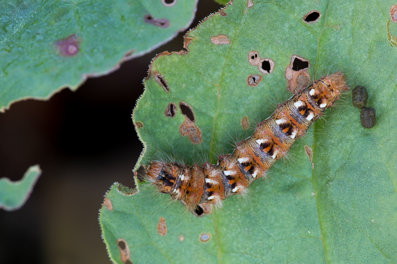 Raupe der Ampferrindeneule 1