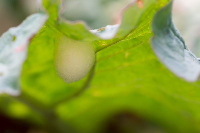 Kokon der Raupe von der Ampferrindeneule 1