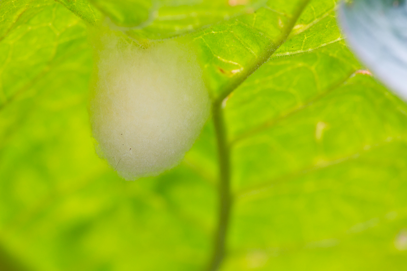 Kokon der Raupe von der Ampferrindeneule 2