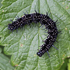 Raupe von Tagpfauenauge