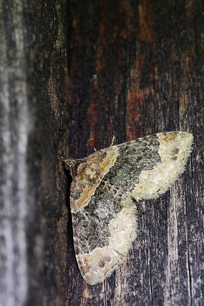 Nicht bestimmter Nachtfalter