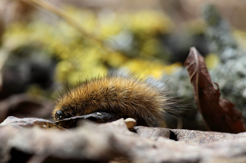 Raupe des Zimtbärs vom 01-03-2012