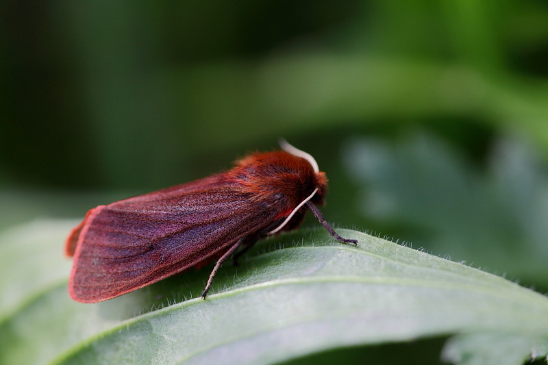 Zimtbär vom 17-04-2012