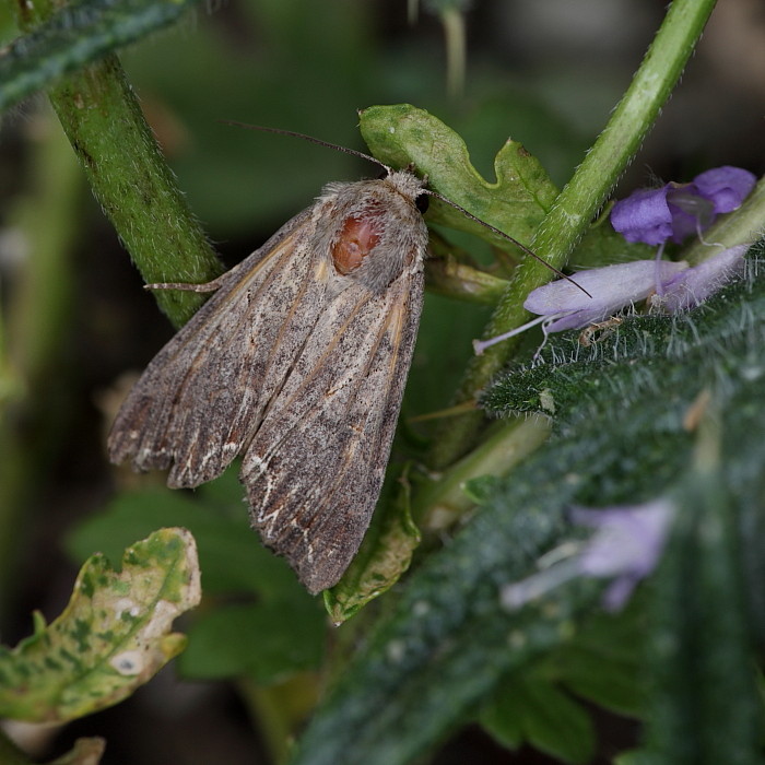 Große Veränderliche Grasbüscheleule